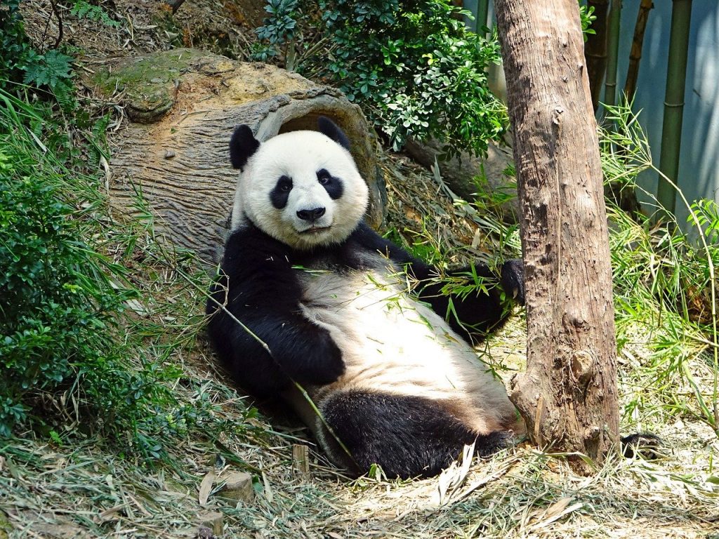 panda, endangered, rare