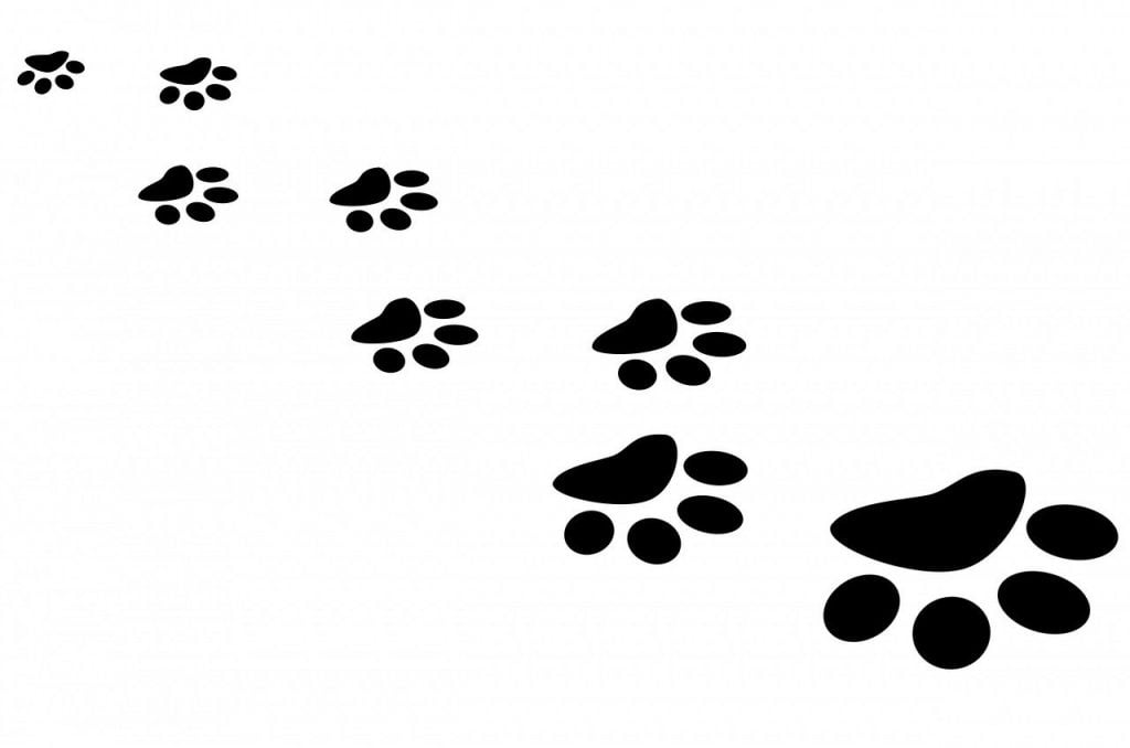 paw, print, cat, Boots, Paw