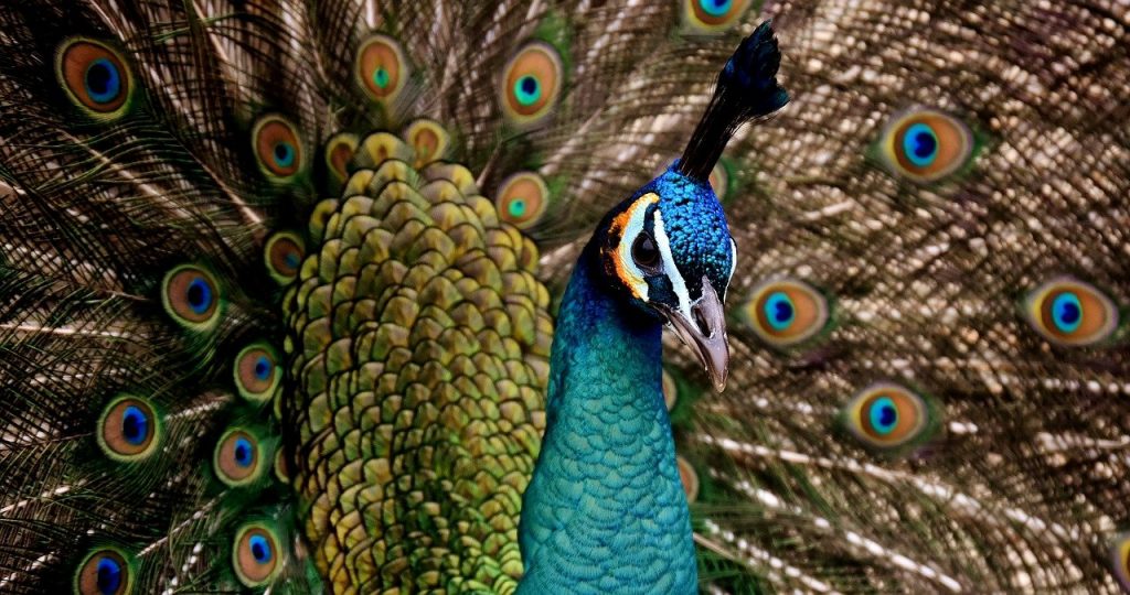 peacock, beautiful, colorful