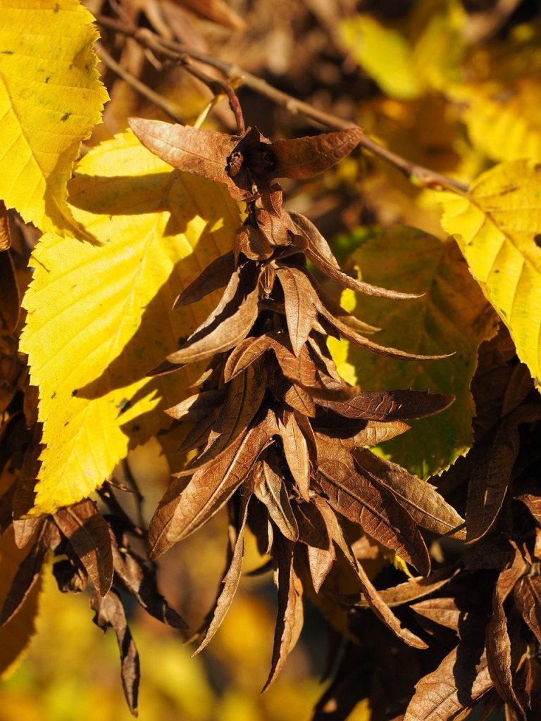 pods, fruits, leaves, Flayleaf