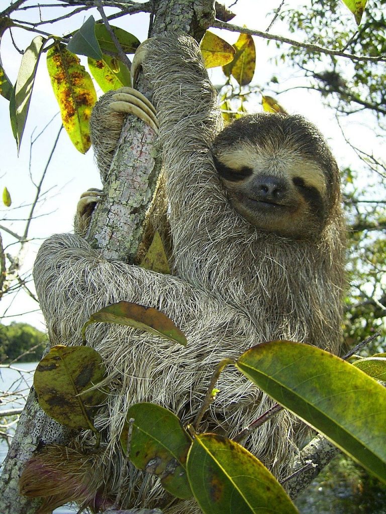 Familiar, Sloth, pygmy sloth, sloth, bradypus pygmaeus