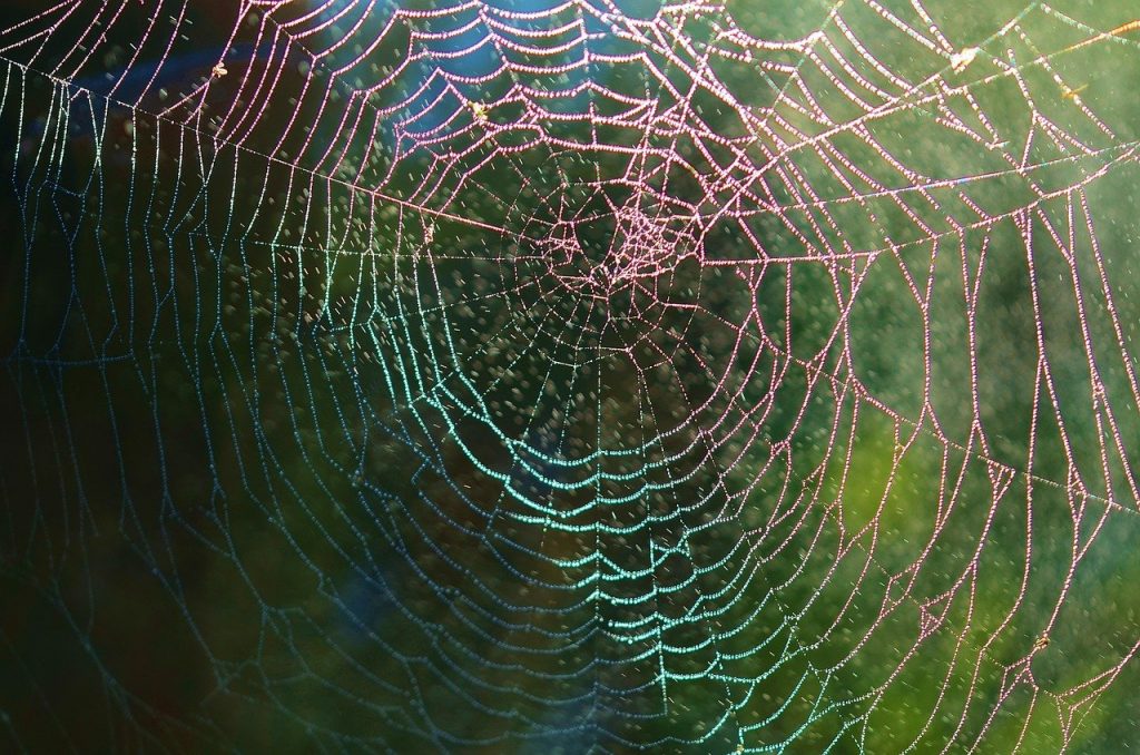 spider web, spider, web