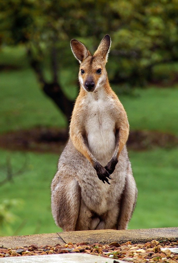 wallaby, rednecked wallaby, australia, Kangaroo