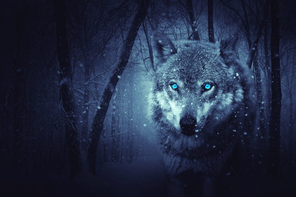 wolf, forest, dark