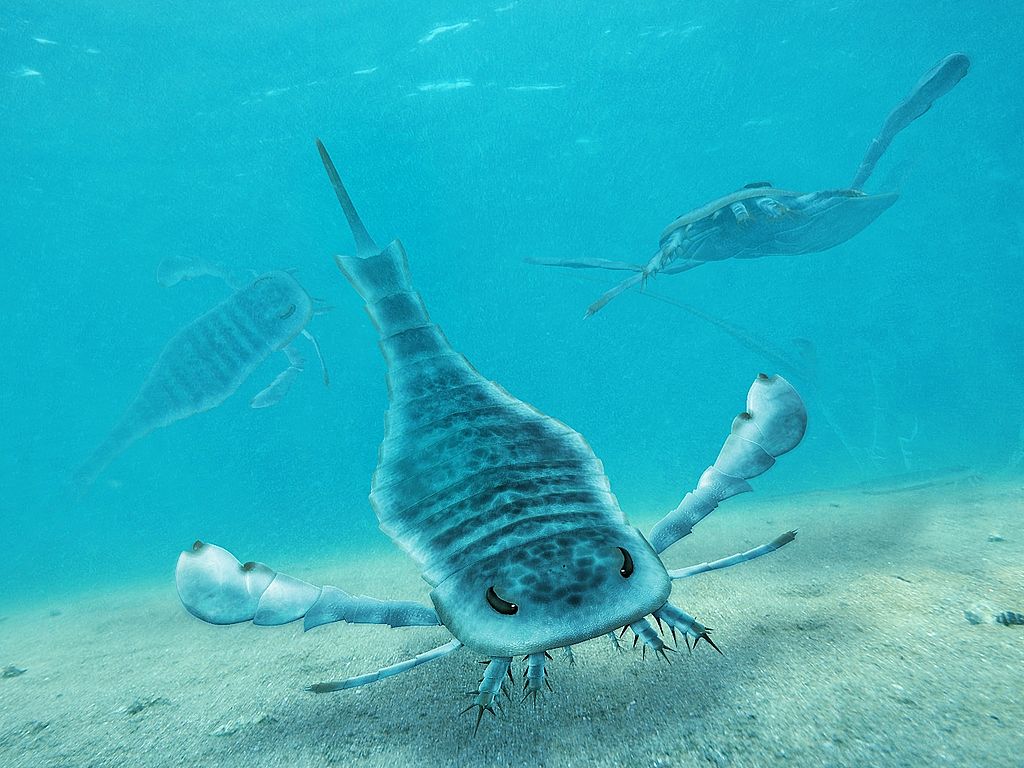 Bluetip Eurypterid