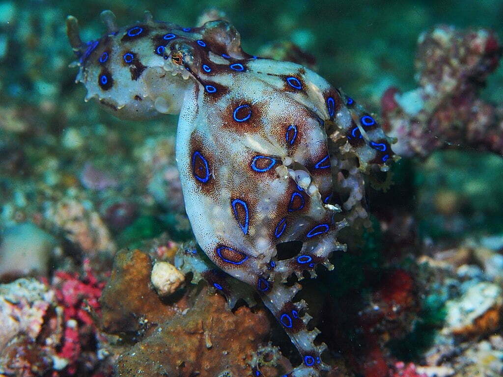 By Rickard Zerpe - Greater blue-ringed octopus with eggs (Hapalochlaena lunulata), CC BY-SA 2.0, https://commons.wikimedia.org/w/index.php?curid=76119800, Familiar, Blue-Ringed Octopus
