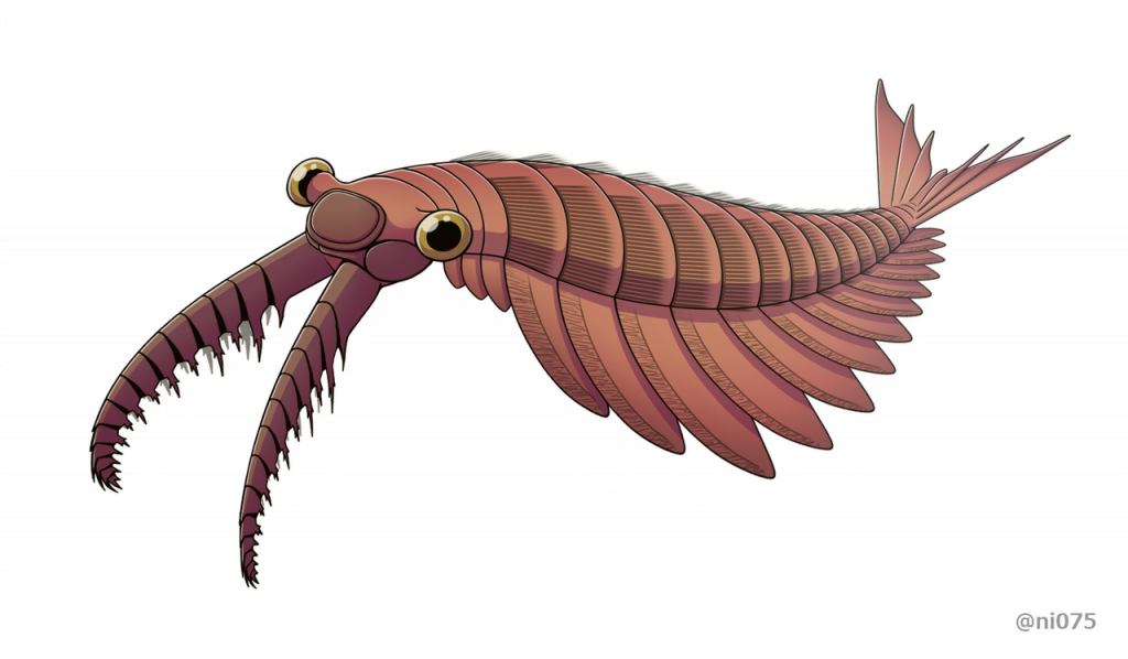 By Junnn11 - Own work, CC BY-SA 4.0, https://commons.wikimedia.org/w/index.php?curid=84602948, Anomalocaris