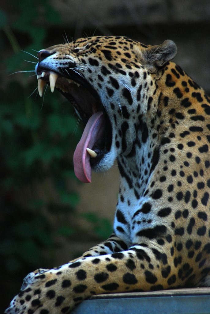 By MarcusObal - Own work, CC BY-SA 3.0, https://commons.wikimedia.org/w/index.php?curid=2737967, Dire, Jaguar