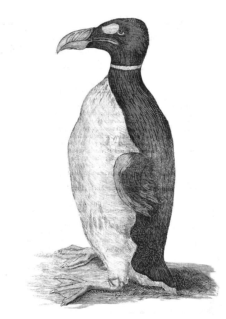By Ole Worm - Olaus Wormius - https://www.biodiversitylibrary.org/item/129699#page/331/mode/1up, Public Domain, https://commons.wikimedia.org/w/index.php?curid=17589699, Boobrie