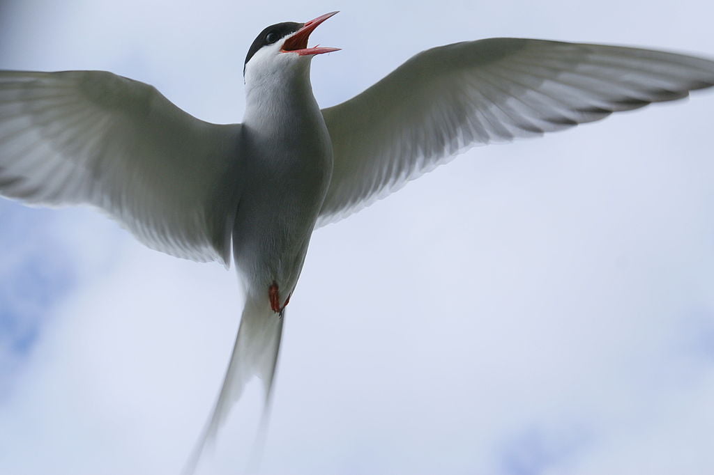 By OddurBen - Own work, CC BY-SA 3.0, https://commons.wikimedia.org/w/index.php?curid=7225373, Familiar, Arctic Tern