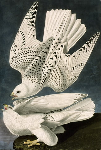 By John James Audubon - see above, Public Domain, https://commons.wikimedia.org/w/index.php?curid=437669, Falcon, Giant