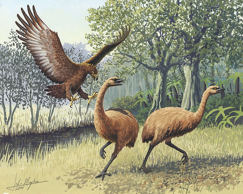 By John Megahan - Ancient DNA Tells Story of Giant Eagle Evolution. PLoS Biol 3(1): e20. doi:10.1371/journal.pbio.0030020.g001, CC BY 2.5, https://commons.wikimedia.org/w/index.php?curid=52877, Haast's Eagle