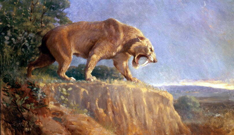 By Charles R. Knight - http://www.charlesrknight.com/dinosaur-artist-charles-r-knight/Knight%20article.pdf, Public Domain, https://commons.wikimedia.org/w/index.php?curid=3786218, Smilodon, (Saber-Toothed Tiger)
