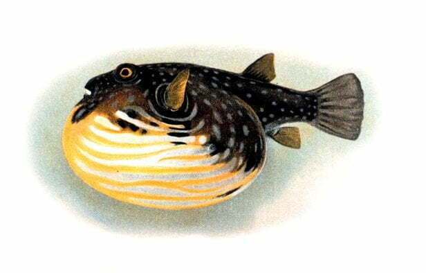 Familiar, Pufferfish