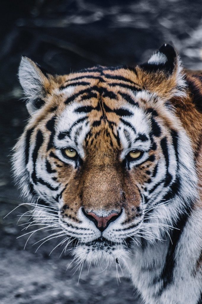 animal, big cat, close-up, Tiger, (Cat, Great)