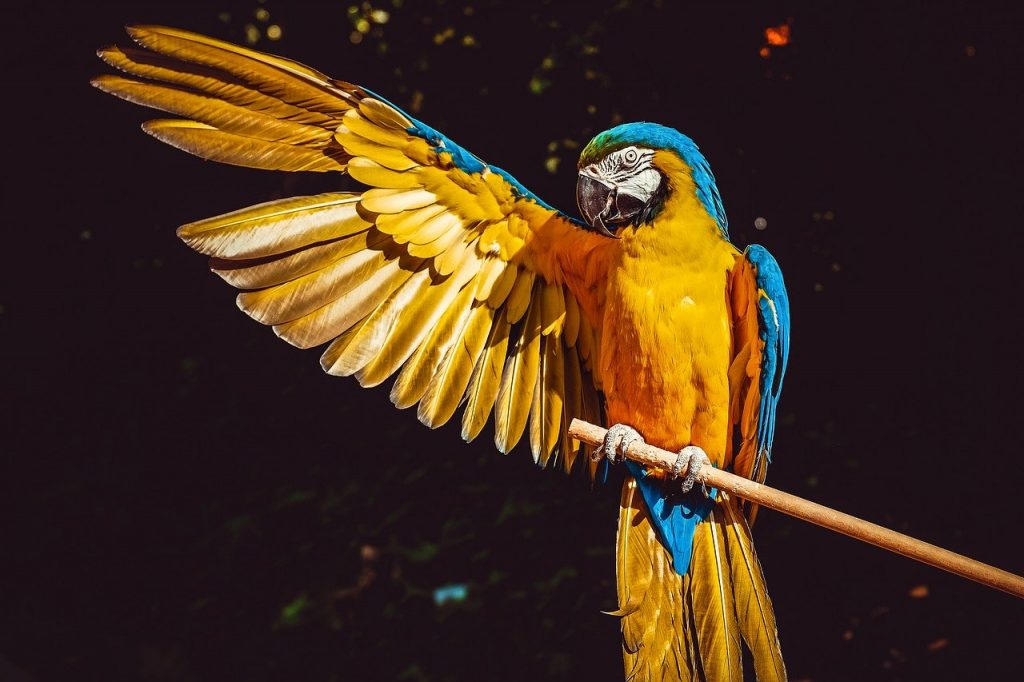 ara, parrot, yellow macaw