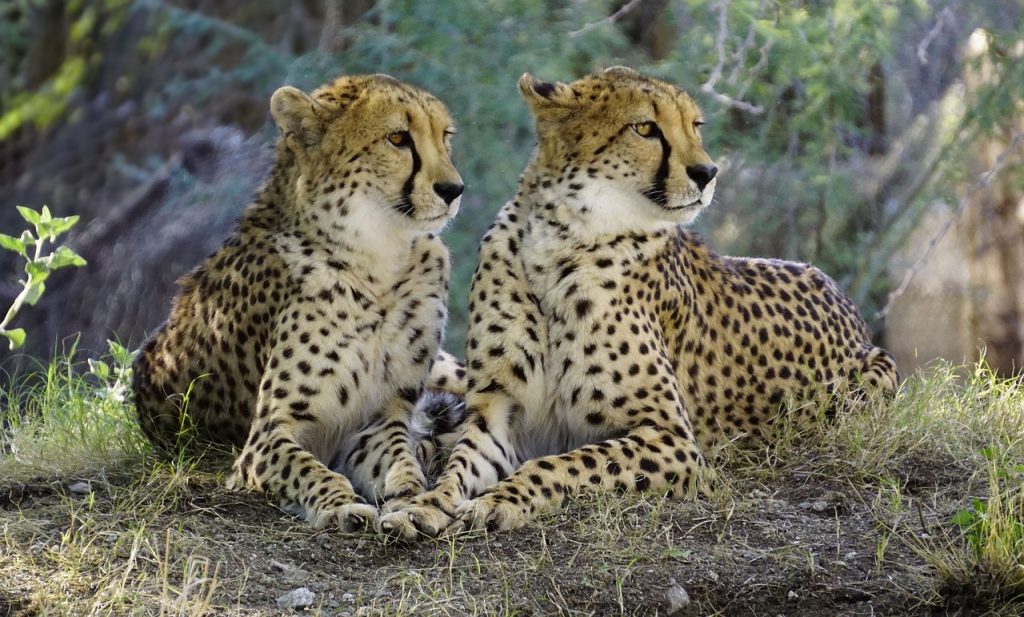 cheetah, nature, wildlife