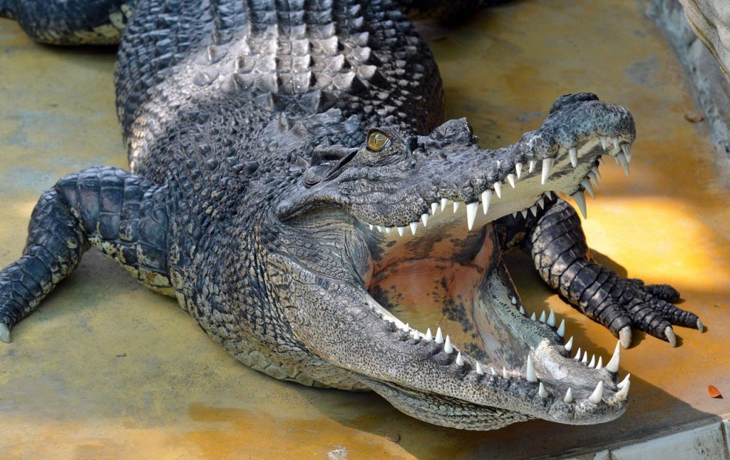 crocodile, reptile, teeth
