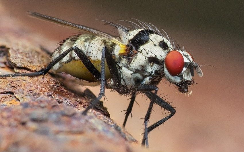 fly, insect, macro, Cocytus Buzzer