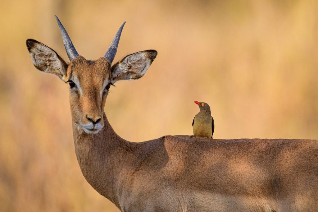 impala, oxpecker, bird, Herd Animal, Antelope