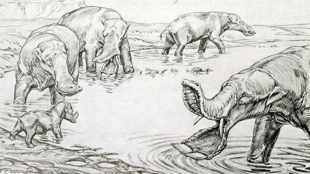 By Margret Flinsch - https://www.biodiversitylibrary.org/item/44913#page/392/mode/1up, Public Domain, https://commons.wikimedia.org/w/index.php?curid=25779765, Platybelodon