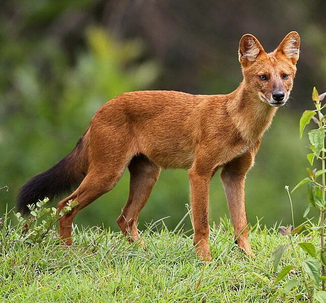 By Davidvraju - [1], CC BY-SA 4.0, https://commons.wikimedia.org/w/index.php?curid=83417281, Dhole