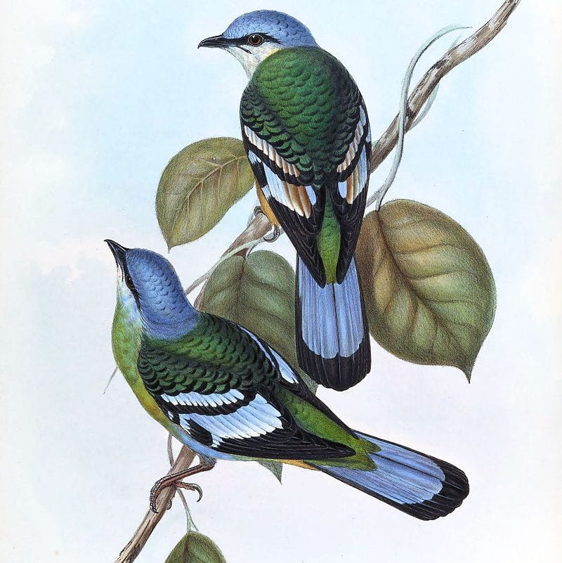 By John Gould - scan from Birds of Asia, Vol. II, Parts I,-VI,by John Gould, 1850-54. Painted by John Gould & Henry C. Richter., Public Domain, https://commons.wikimedia.org/w/index.php?curid=3226696, Thrush