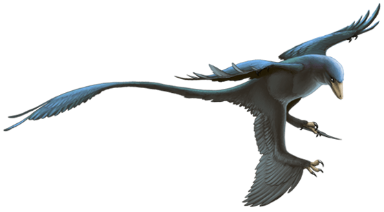 By Fred Wierum - File:Dromaeosaurs.png, CC BY-SA 4.0, https://commons.wikimedia.org/w/index.php?curid=63229744, Microraptor