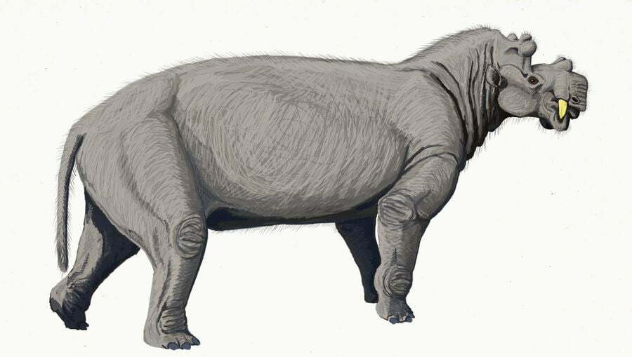 Megafauna, Uintatherium