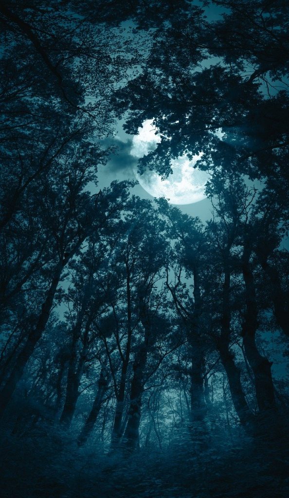 forest, moon, fog, Moonstruck