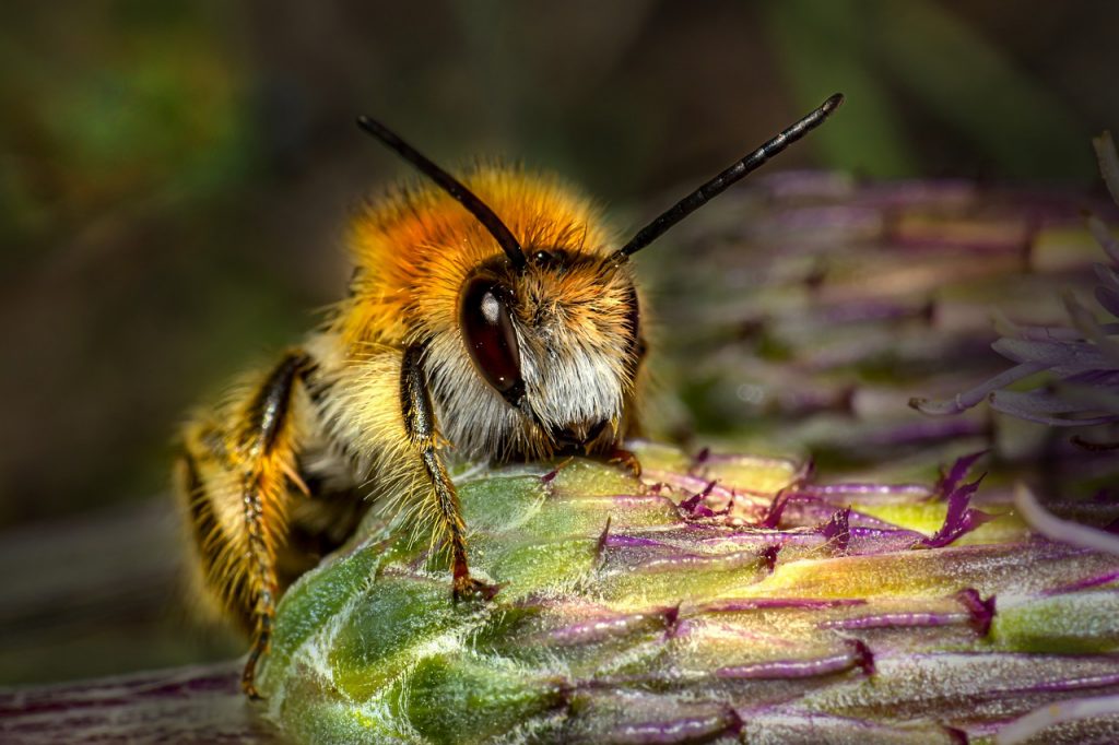 honey bee, bee, insect, Giant Bee
