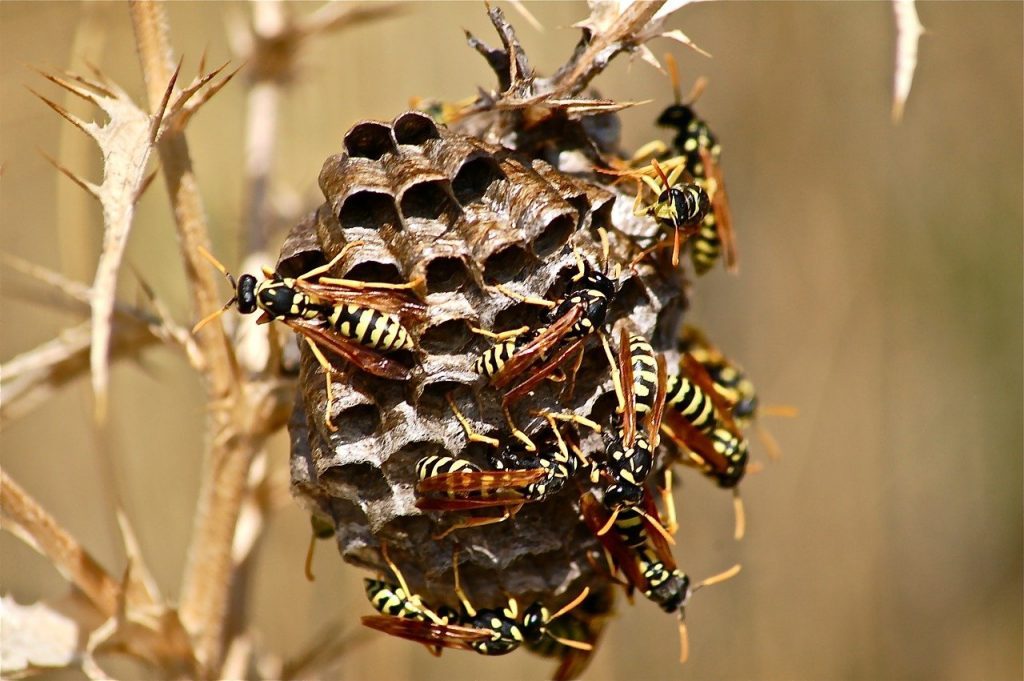 it wasp swarm, diaper, insect, Wasp, Swarm