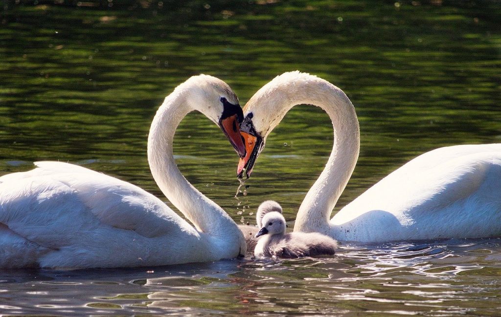 love, family, swan family, Swan