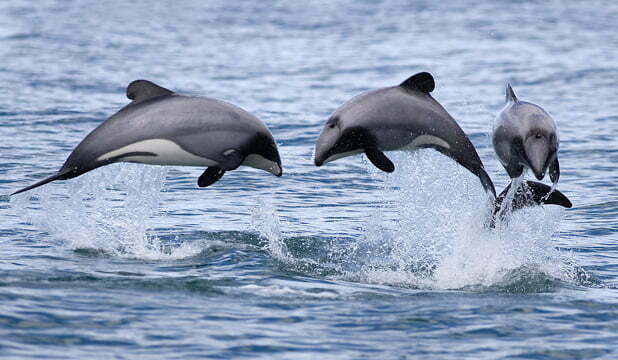 Māui dolphins, Dolphin, Popoto