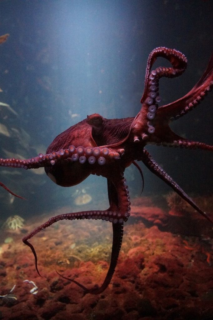 octopus, sea life underwater, ocean