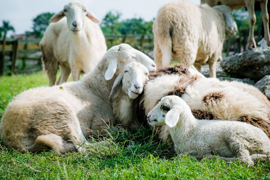 sheep, meadow, white, Herd Animal, Sheep