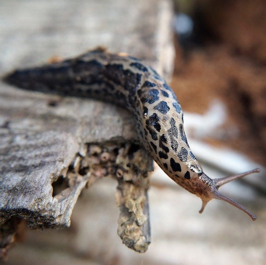 snail, slug, nature, Familiar, Leopard Slug