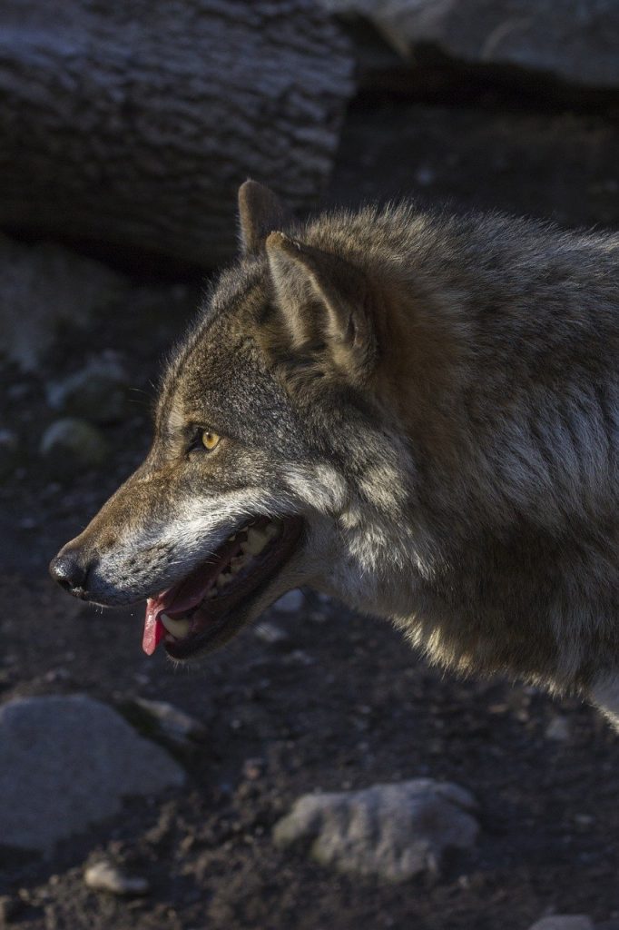 wolf, predator, hunter, Bite of the Werewolf