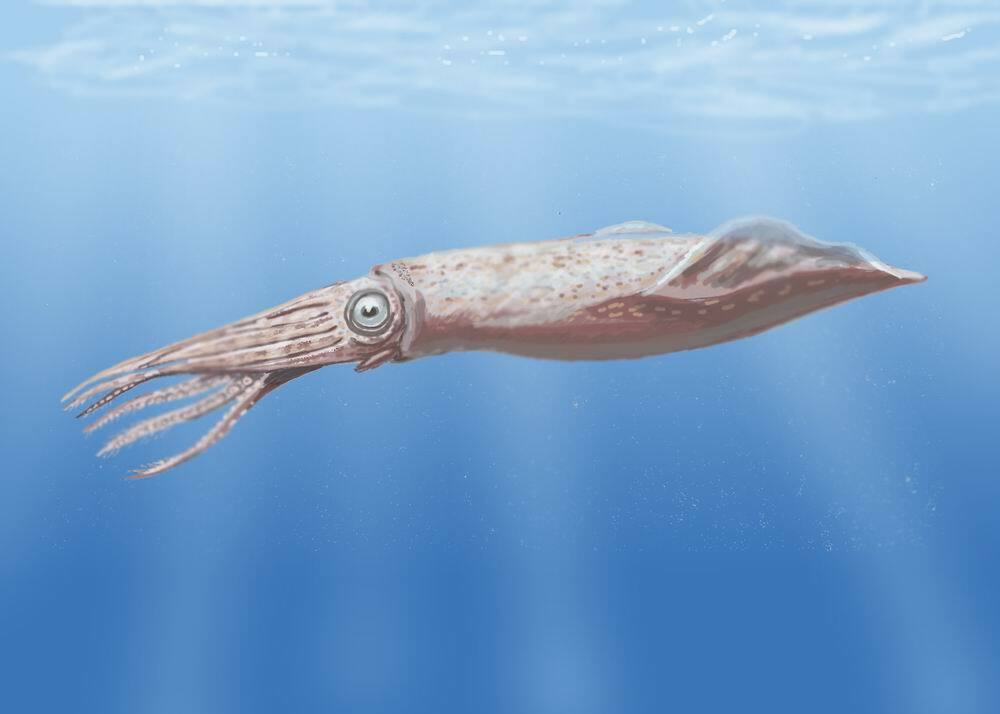 By DiBgd at English Wikipedia, CC BY-SA 3.0, https://commons.wikimedia.org/w/index.php?curid=6344562, Tusoteuthis