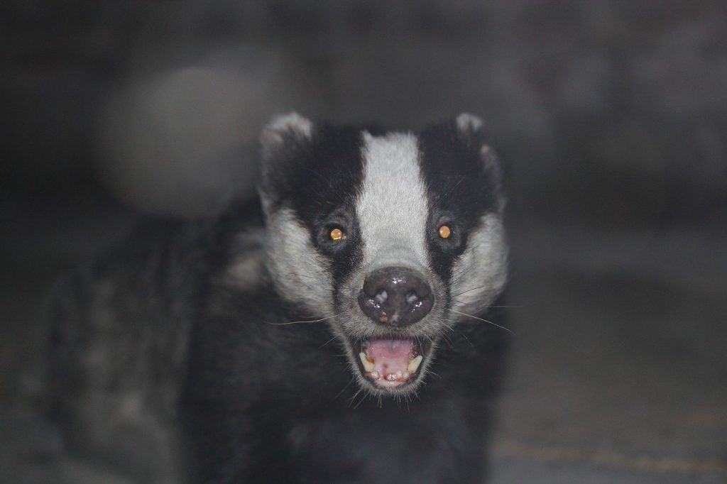 badger, animal, wildlife, Badger, Dire