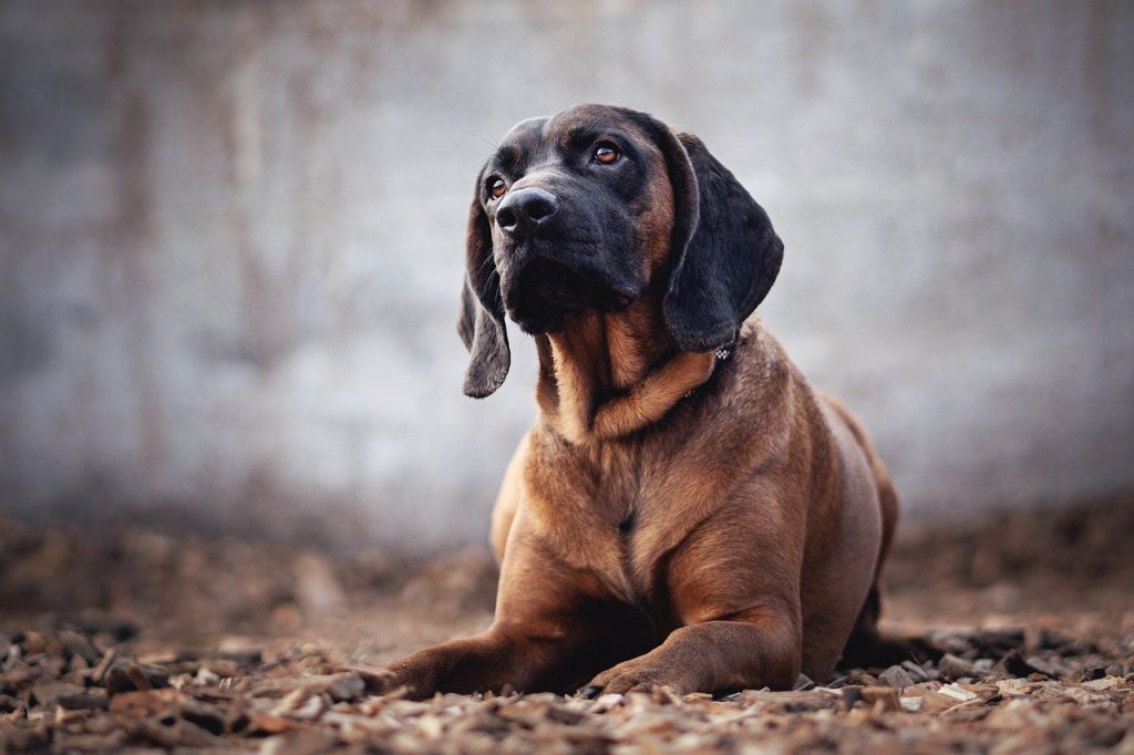dog, animal, animal photography, Bloodhound