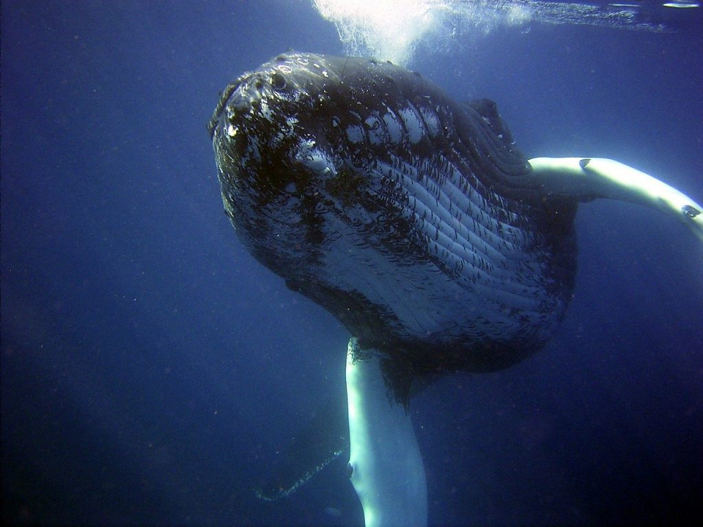 humpback, whale, sea, Cetacean, Whale