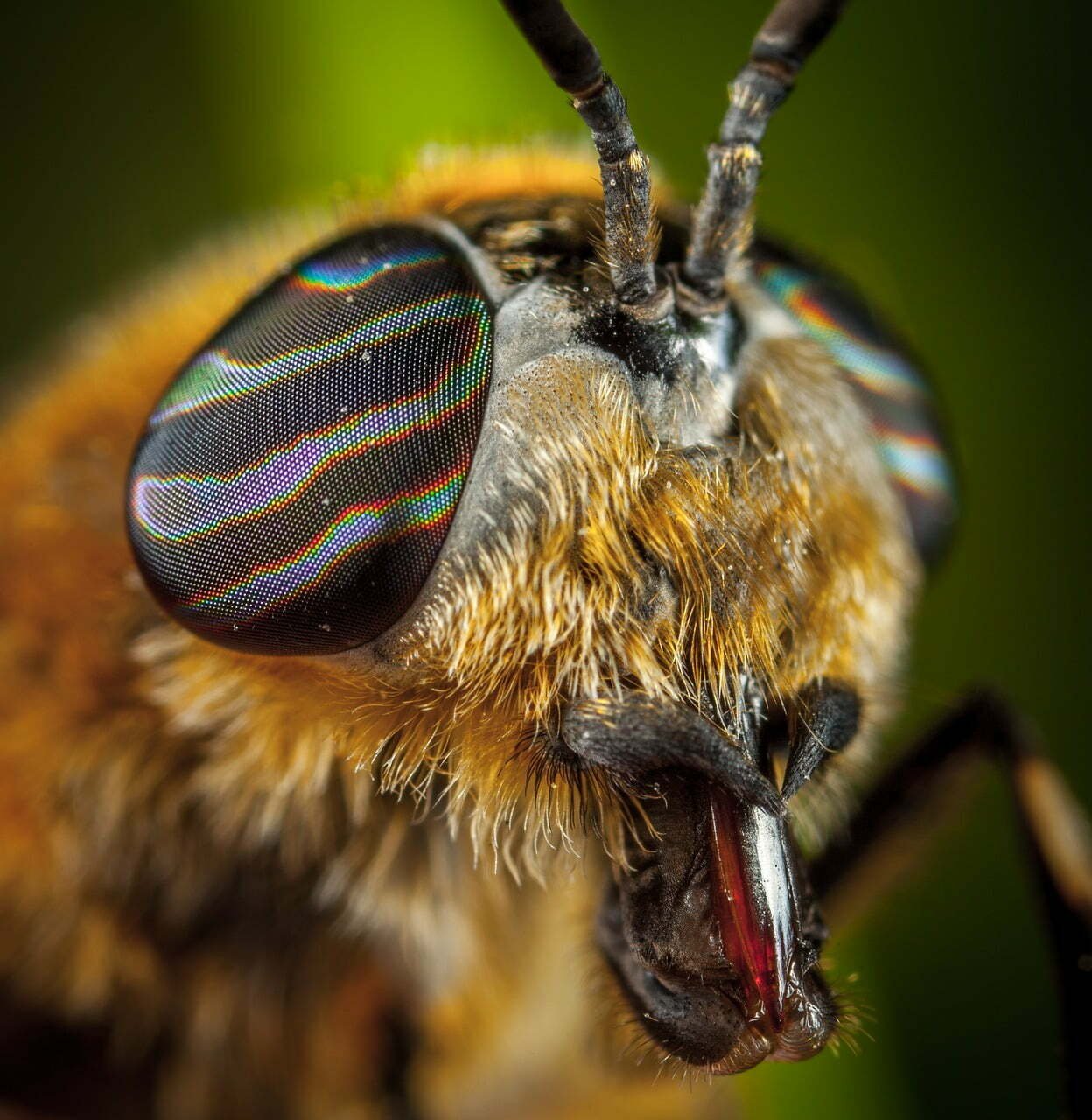 Giant Fly, Horsefly – Vermin Creature For Fantasy RPGs