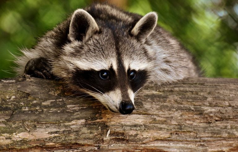 Impact Of Giant Raccoon Art On Pop Culture