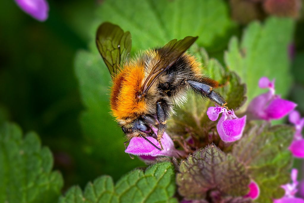 Giant Bumblebee, By Imkerei Hablützel - Own work, CC BY-SA 4.0, https://commons.wikimedia.org/w/index.php?curid=78450349