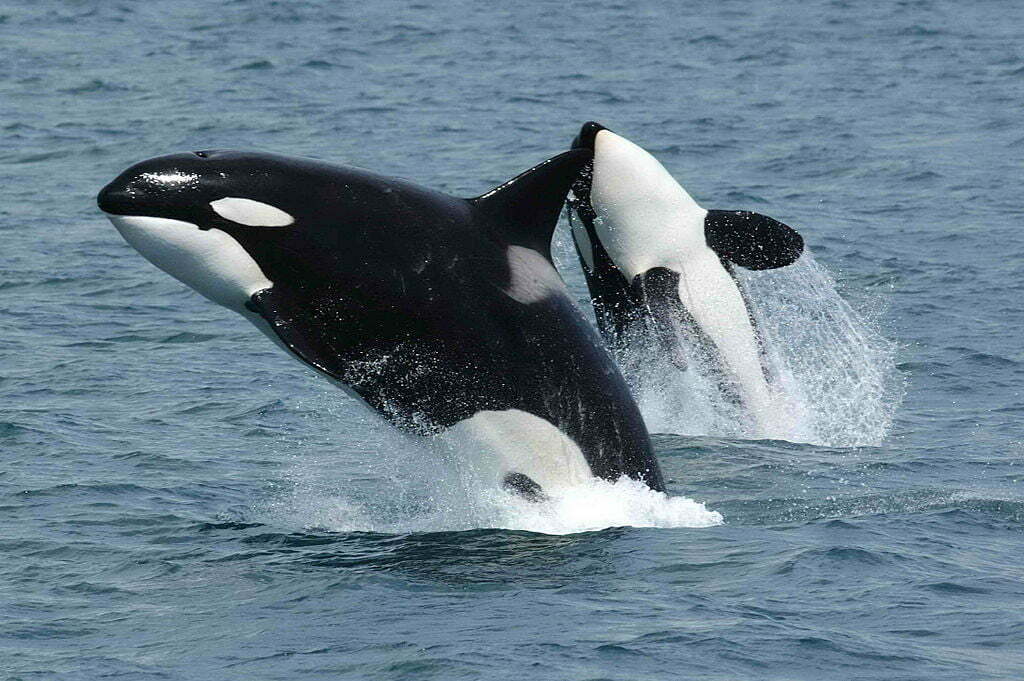 By Robert Pittman - NOAA (http://www.afsc.noaa.gov/Quarterly/amj2005/divrptsNMML3.htm]), Public Domain, https://commons.wikimedia.org/w/index.php?curid=1433661, Killer Whale, Cetacean, Orca