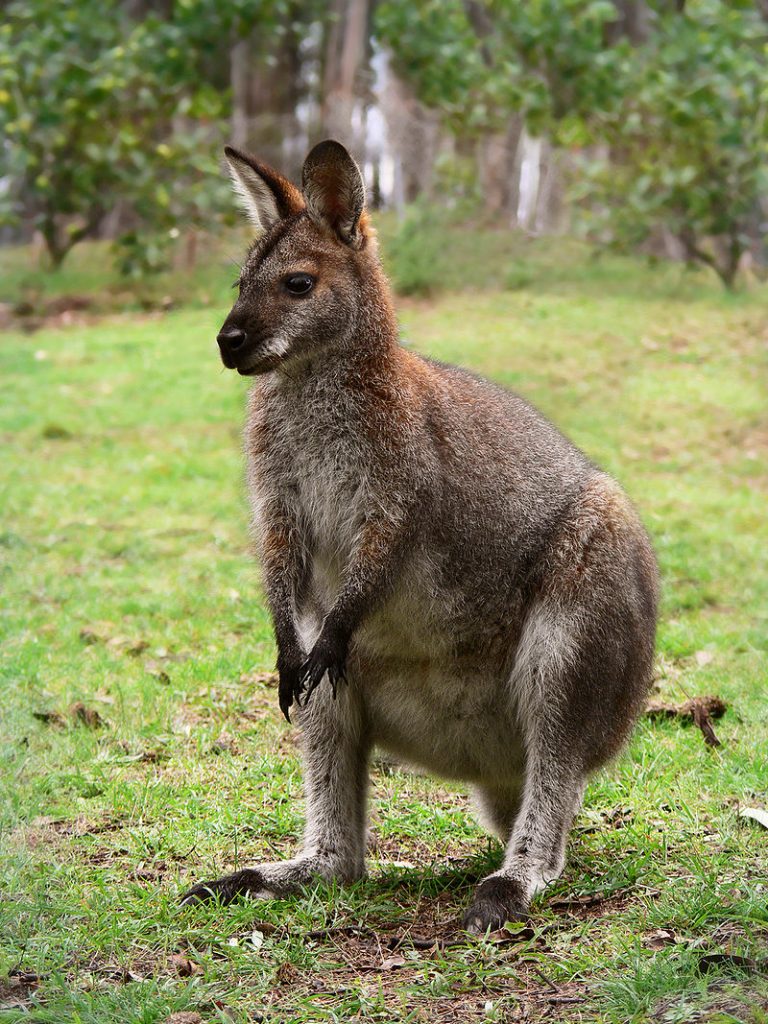 Wallaby, By User:benjamint444, CC BY-SA 3.0, https://commons.wikimedia.org/w/index.php?curid=2189793