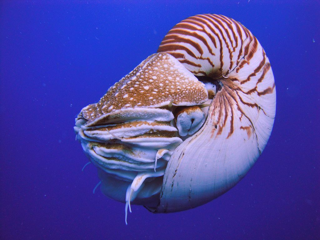 By Manuae - Own work, CC BY-SA 3.0, https://commons.wikimedia.org/w/index.php?curid=18395466, Nautilus Giant