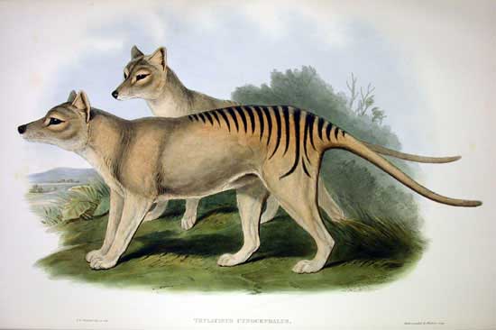 By John Gould - "Mammals of Australia", Vol. I Plate 54http://www.museum.vic.gov.au/bioinformatics/mammals/images/Thy_cyno.htm, Public Domain, https://commons.wikimedia.org/w/index.php?curid=3317748, Marsupial, Thylacine