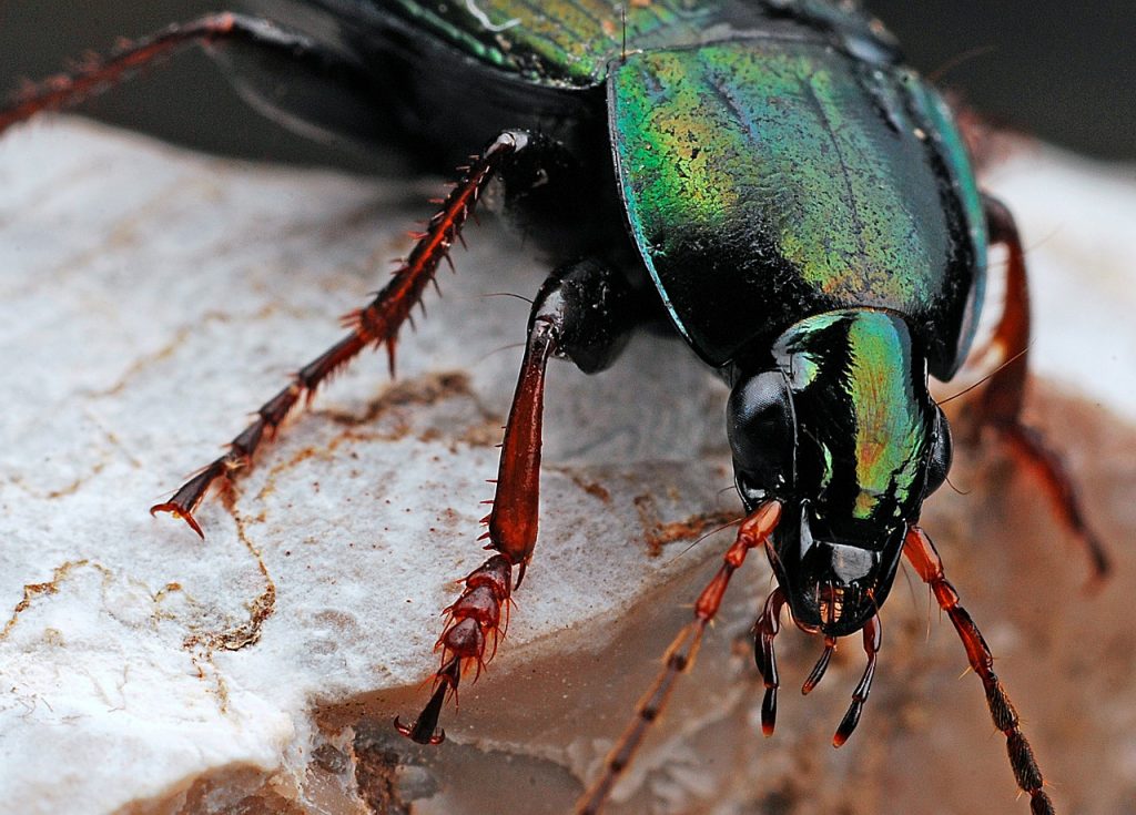 Giant Beetle Stink, beetle, insect, macro